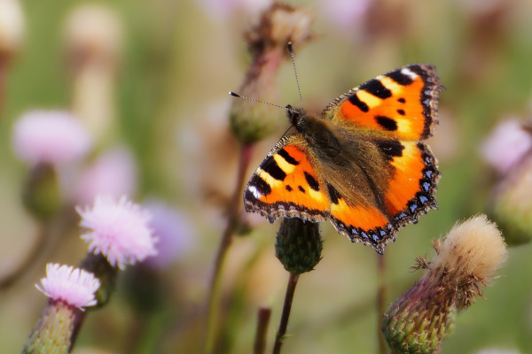 Petite tortue (Aglais urticae) papillon © Pixabay